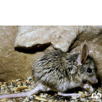 گونه همستر دم دراز زاگرسی Calomyscus bailwardi